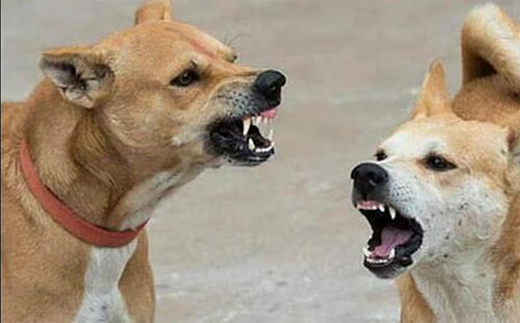 Stray dog